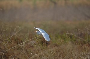 Egret, Cattle, 2010-01186496 Southern Glades, FL